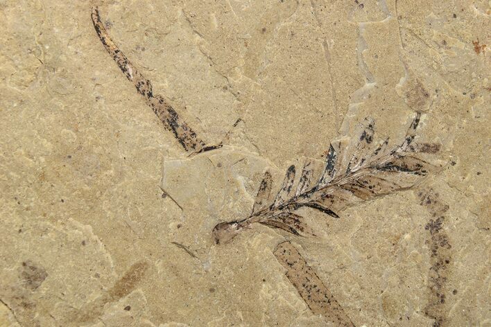 Conifer Needle (Sequoia) Fossil - McAbee, BC #262223